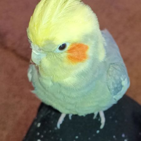 Missing Cockatiel Birds in Paisley 