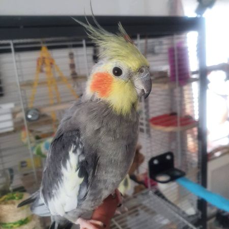 Missing Cockatiel Birds in Royal Wootton Bassett, Swindon
