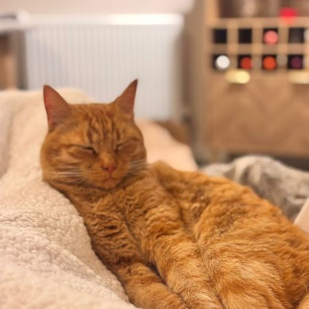 Missing British Short Hair Cats in Great Blakenham 