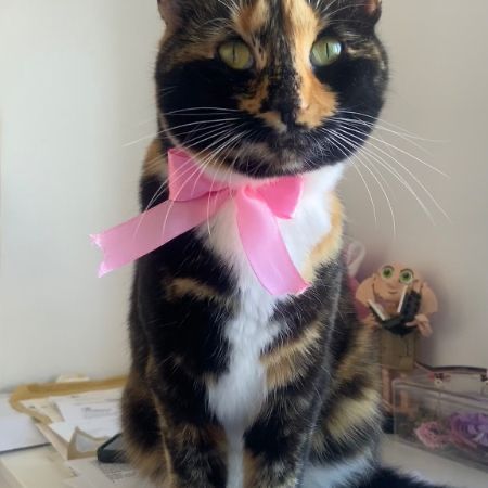 Missing Domestic Short Hair Cats in Exeter