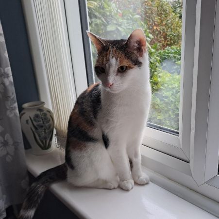 Missing Moggy Cats in Weymouth