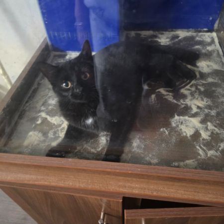 Missing Domestic Short Hair Cats in Tredegar