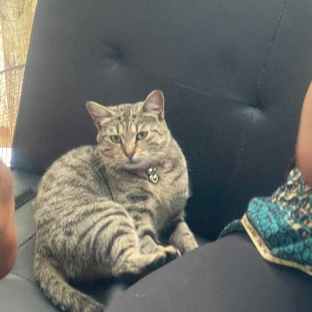 Missing Tabby Cats in Poplar 
