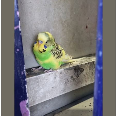 Missing Budgie Birds in Manchester