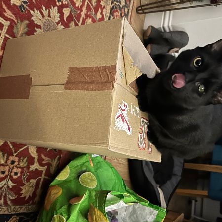 Missing Moggy Cats in NN18 8SR