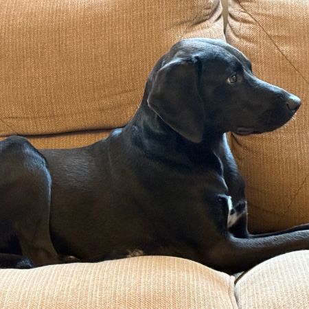 Missing Labrador Dogs in Burton Upon Trent