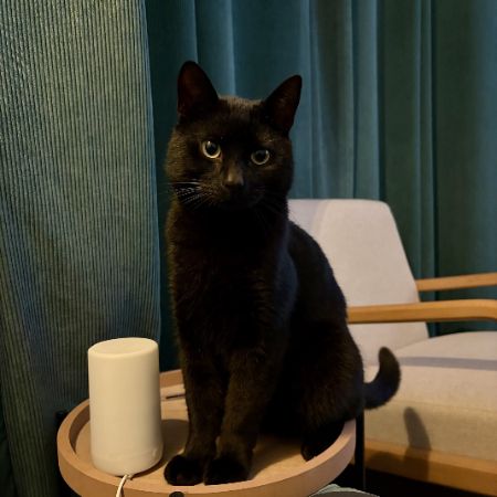 Missing British Short Hair Cats in St. Leonarrds-on-Sea