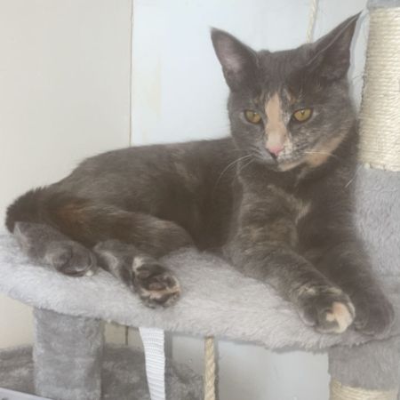 Missing Domestic Short Hair Cats in Haywards Heath