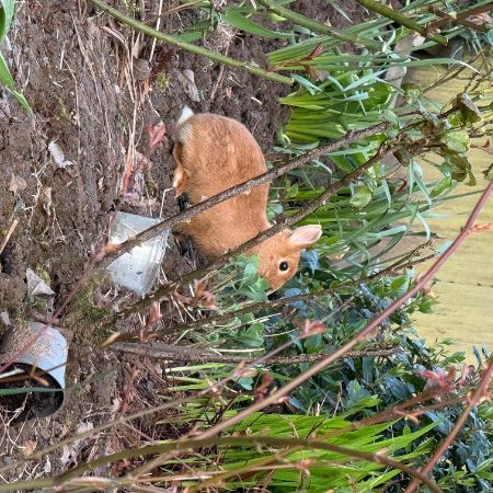 Missing Dwarf Rabbits in Wenvoe 