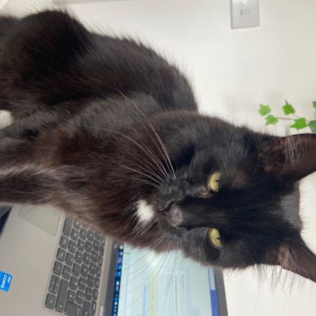 Missing Moggy Cats in Wantage 