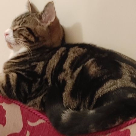 Missing Tabby Cats in Birmingham