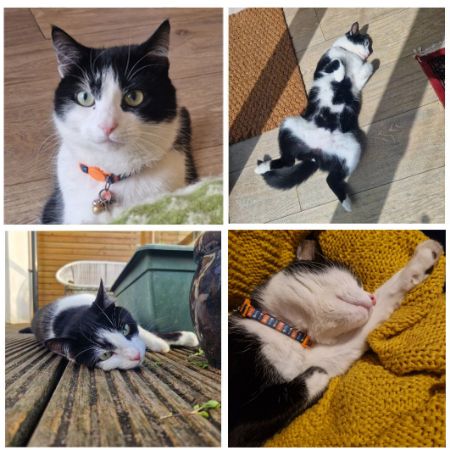 Missing Unknown - Other Cats in Patcham, Brighton