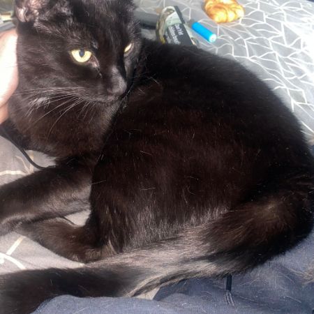 Missing Unknown - Other Cats in Longtown