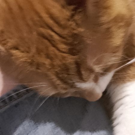 Missing Domestic Short Hair Cats in Knebworth Herts