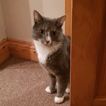 Missing Unknown - Other Cats in Leicester
