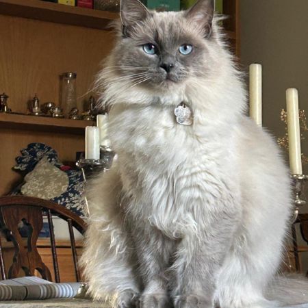 Missing Ragdoll Cats in Holsworthy