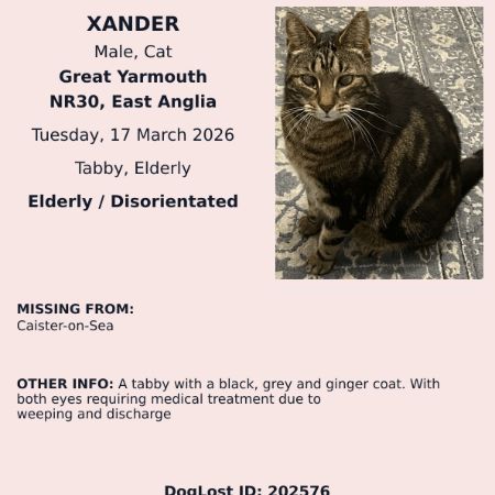 Missing Tabby Cats in Caister-on-Sea