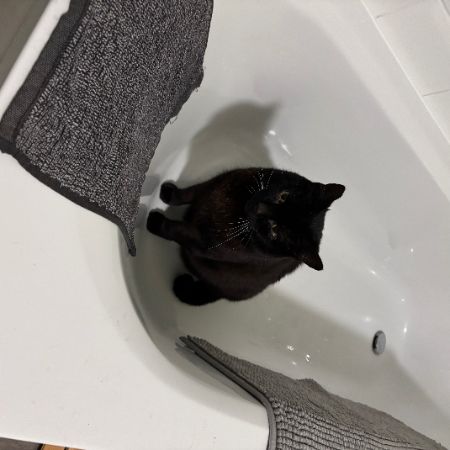 Missing British Short Hair Cats in Easton