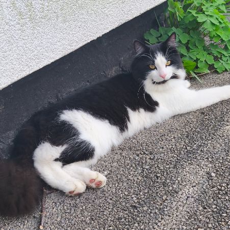 Missing Semi-Long Hair Cats in Charnock Avenue