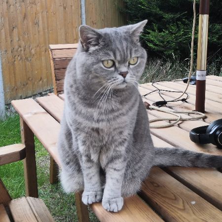 Missing British Short Hair Cats in Coventry