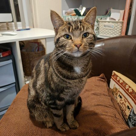 Missing Tabby Cats in Leyland