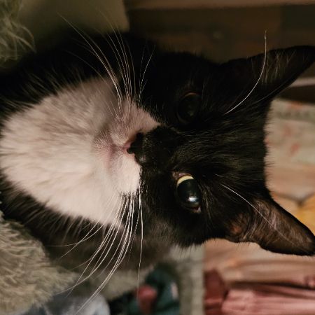 Missing Domestic Short Hair Cats in Keighley