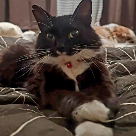 Missing Semi-Long Hair Cats in Belvedere 