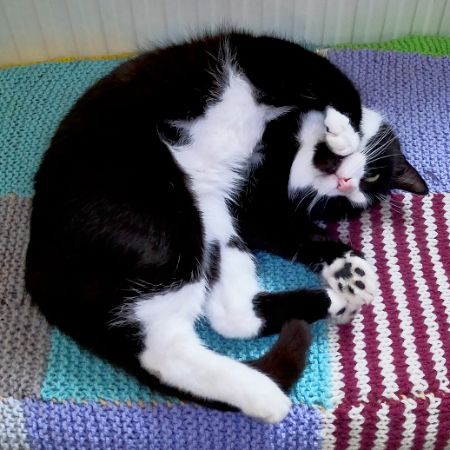 Missing Domestic Short Hair Cats in Altrincham