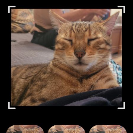 Missing Bengal Cats in Kingswood 