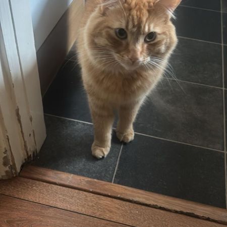 Missing Tabby Cats in Potters Bar