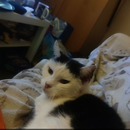 Missing Domestic Short Hair Cats in Derby