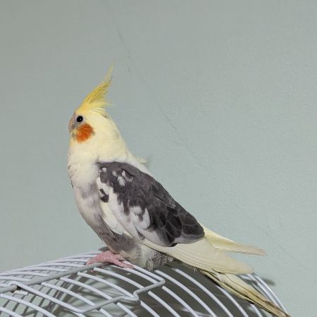 Missing Cockatiel Birds in Eltham