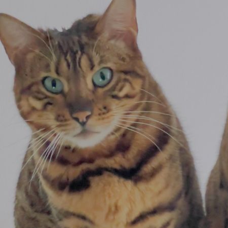Missing Bengal Cats in Worcester Park