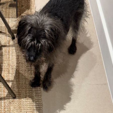 Missing Terrier Dogs in London