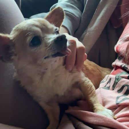Missing Chihuahua Dogs in Bideford