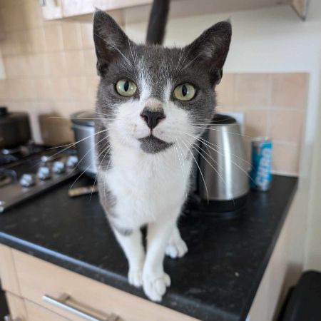 Missing Domestic Short Hair Cats in Yate