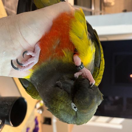 Missing Parrot, Parakeet Birds in Kidderminster