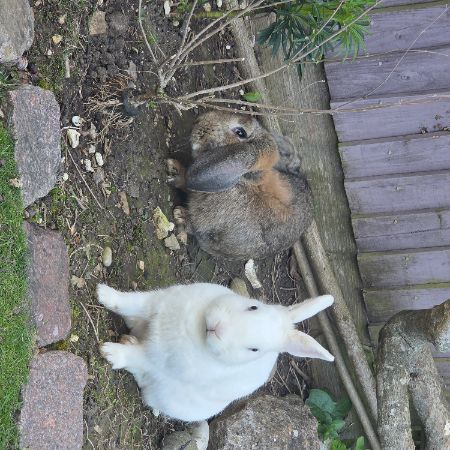 Missing Dwarf Rabbits in Kintbury