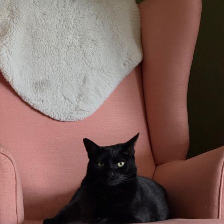 Missing Unknown - Other Cats in Wimbledon