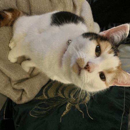 Missing Domestic Short Hair Cats in Stourbridge/Wordsley