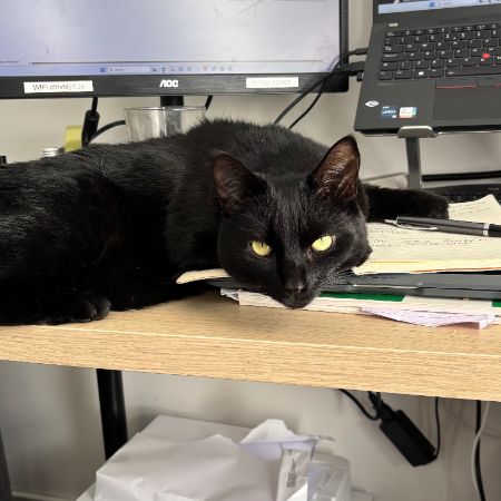 Missing Moggy Cats in Merrow