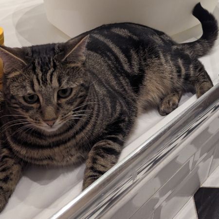 Missing Domestic Short Hair Cats in Nunhead
