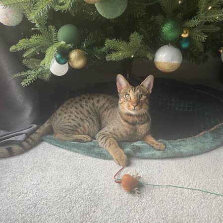 Missing Savannah Cats in Basingstoke