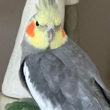 Missing Cockatiel Birds in Shotts
