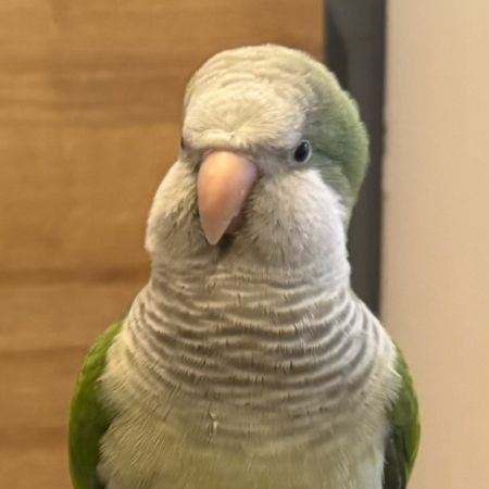 Missing Parrot, Parakeet Birds in Purley