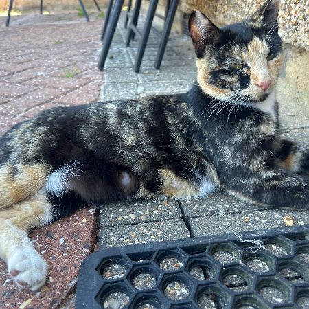 Missing Mixed Breed Cats in Kenton