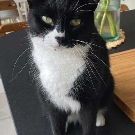 Missing Moggy Cats in Horley