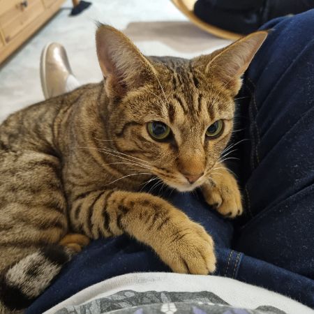 Missing Unknown - Other Cats in Coventry