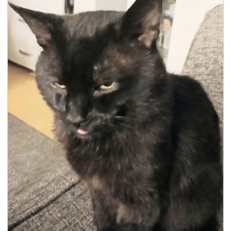 Missing British Short Hair Cats in Warrington