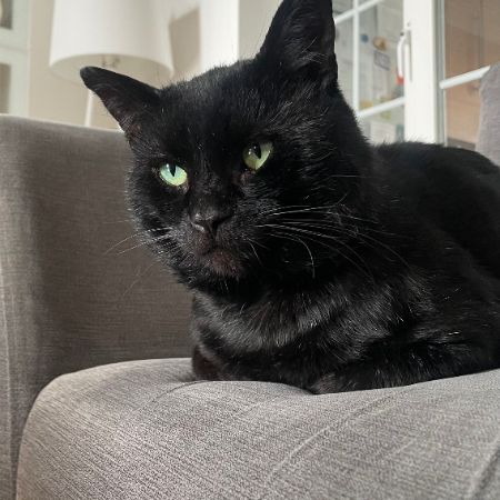 Missing British Short Hair Cats in Burnt Oak 